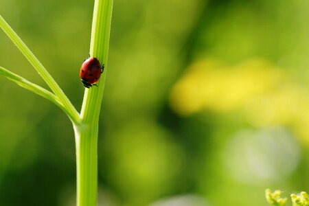 Ladybug Close up photo