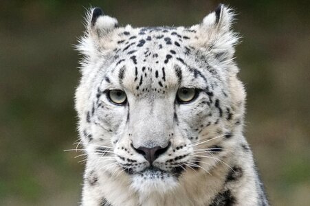 Snow leopard portrait predator photo