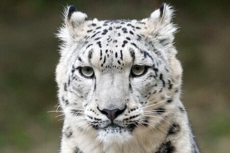 Snow leopard portrait predator
