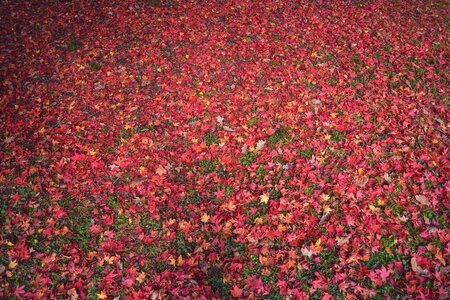 Autumn - Lawn Covered with Red Leaves photo