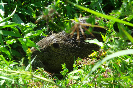 Nutria photo