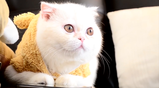Cat feline animal