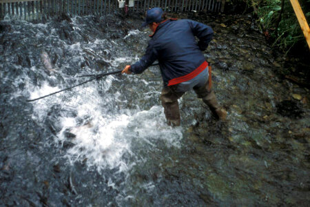 Dipnetting Salmon at Hidden Creek photo