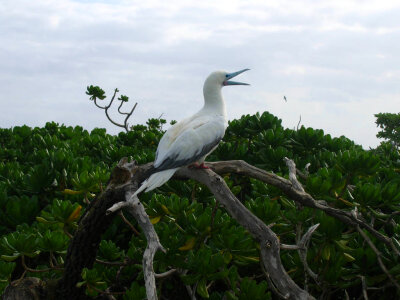 Red-footed Booby photo