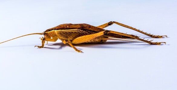 Viridissima insect close up photo
