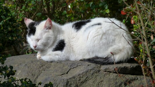 Black and white cat pet sleep photo