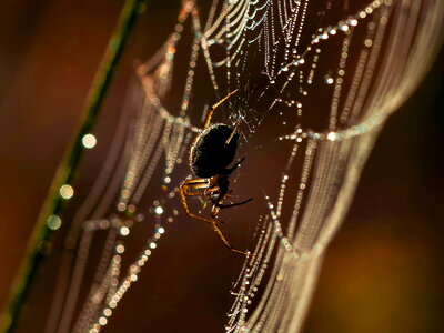 Beautiful Photo dew garden spider photo