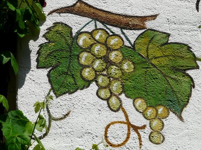 Grapevine wine leaf leaf