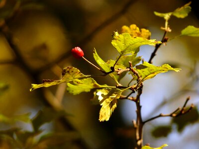 Autumn autumn season biology photo