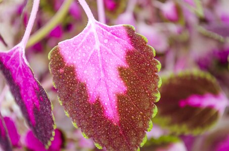 Beautiful biology blooming