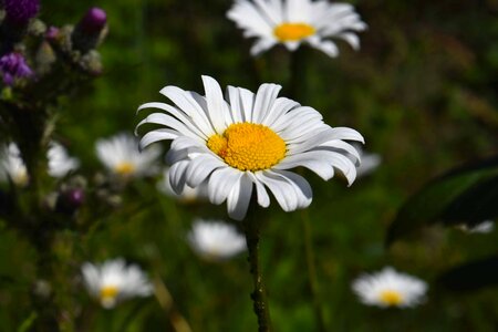 Beautiful Flowers bloom blooming