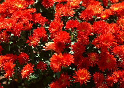 Red daisy flowers photo