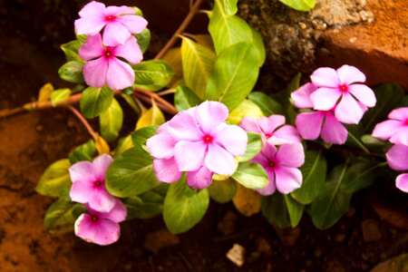 Beautiful Flowers bloom blooming