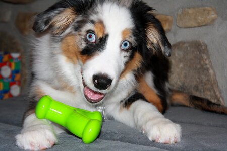 Domestic animal pet australian shepherd photo