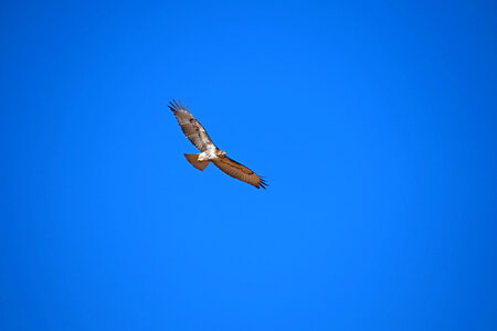 A Red-Tailed Hawk takes flight photo