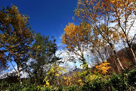 Autumn autumn season birch photo