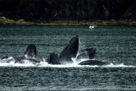 Humpback Whale playing in the water around Juneau, Alaska photo