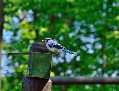 Feeding niagara parks wildlife photo