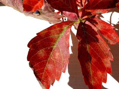 Creeper leaves red