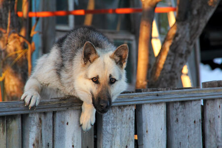 Dog on fence photo