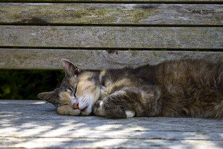 Bench adorable kitty photo