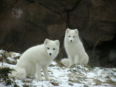 Winter cold fluffy