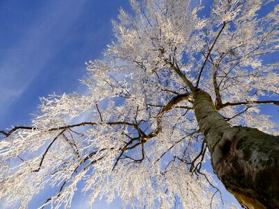 Freezing nature winter landscape photo