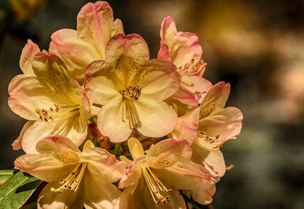 Shrub bush pink photo