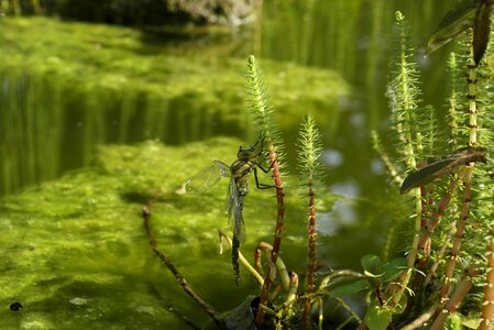 The nature of the lake water