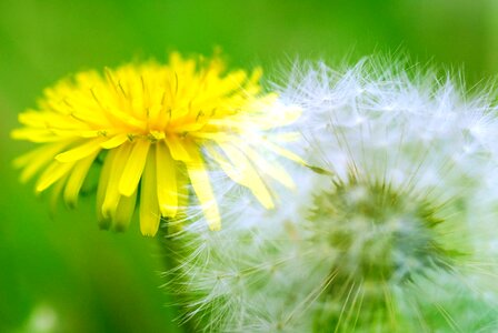 Dandelion fluff fluff before and now played shooting with multiple exposures
