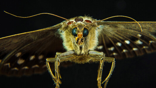 Moth Close-up macro photo photo