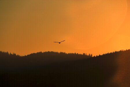 Bird at dawn photo