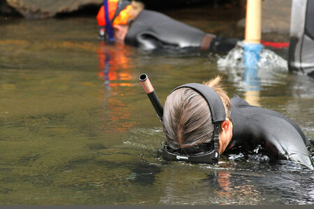 Snorkeler searches for hellbenders photo