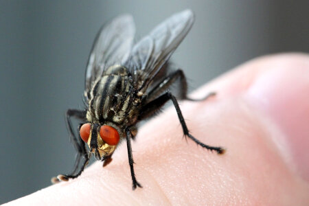 Fly on Finger