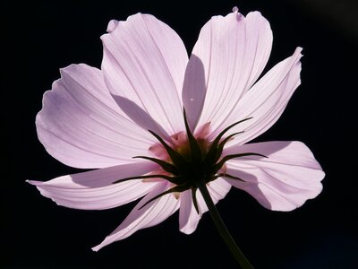 Bloom light pink translucent