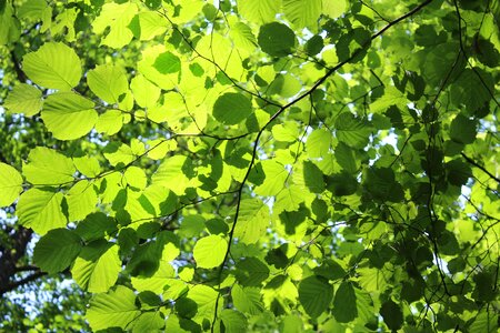 Light green sunshine photo