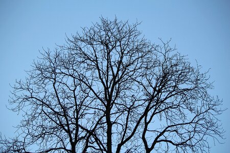 Branches aesthetic sky