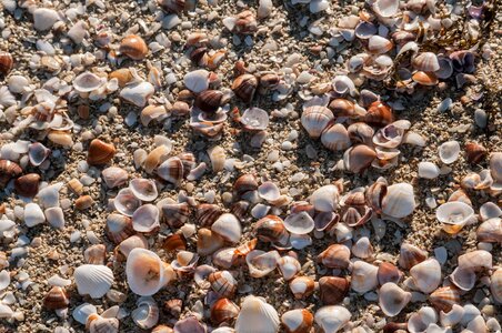 Seashell background, lots of different seashells piled together photo
