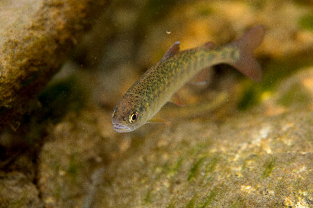 Juvenile Rainbow trout-3 photo
