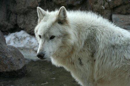 Mammal canine gray wolf