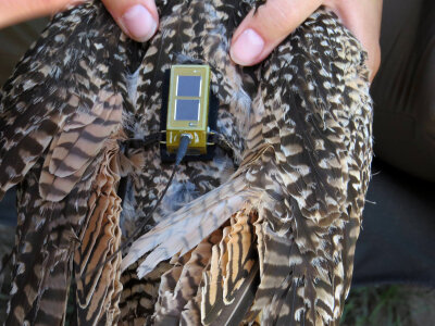 Transmitter on a Long-Billed curlew photo