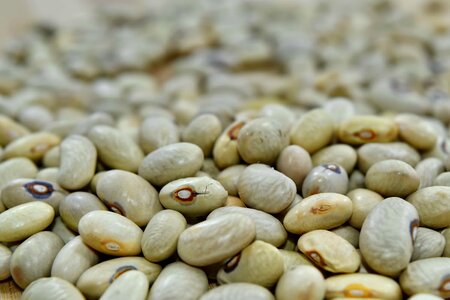 Beans close-up seed