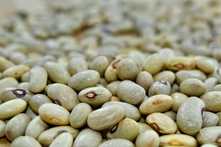 Beans close-up seed photo