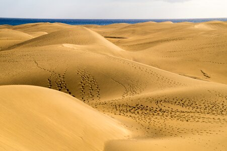 Nature gran canaria maspalomas photo