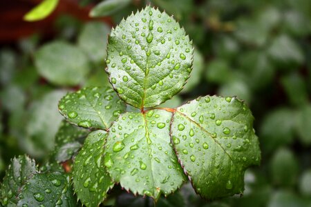 Rose leaf drop of water costs