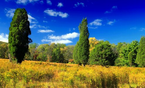 Autumn blue sky branch photo