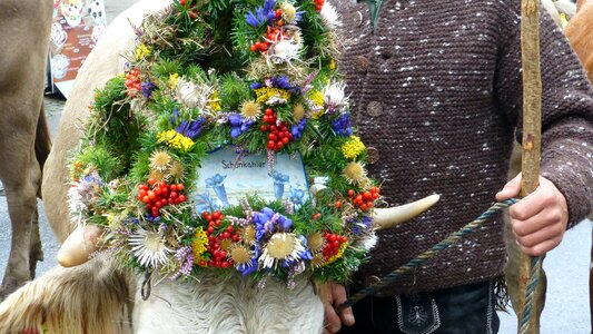 Cows tradition headdress photo