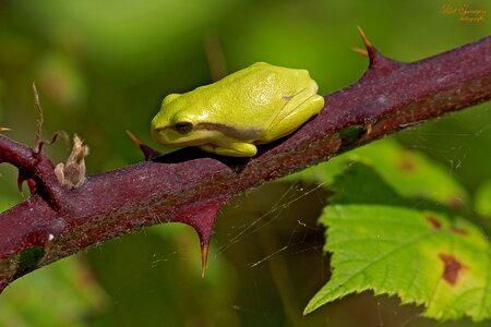 Nature mini little frog