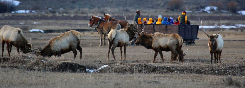 National Elk Refuge Winter sleigh rides photo