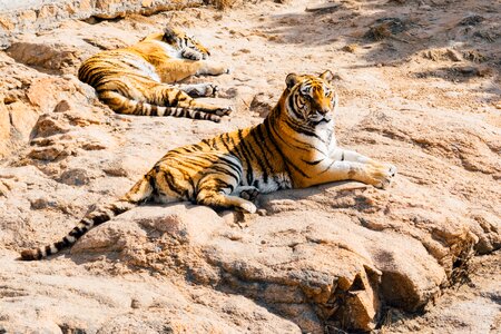Bengal Tigers photo
